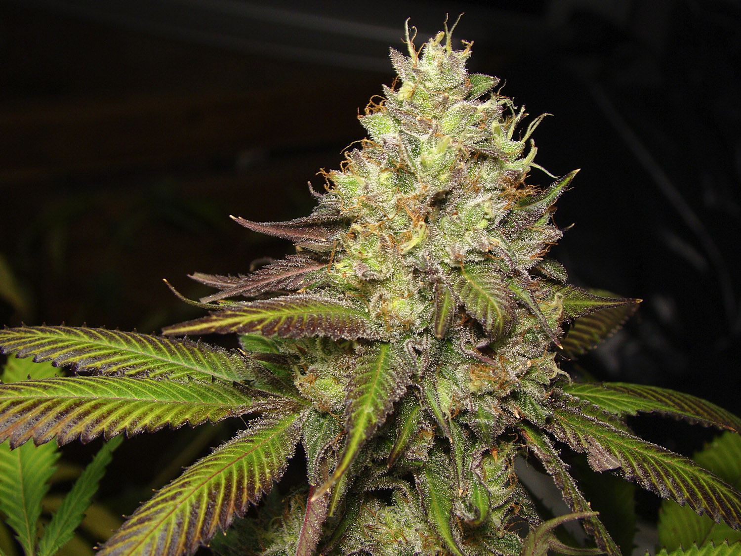 MENDOCHEM