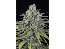 AUTO UK CHEESE