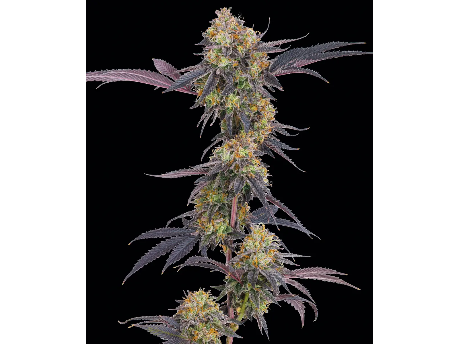 TROPICANA CHERRY