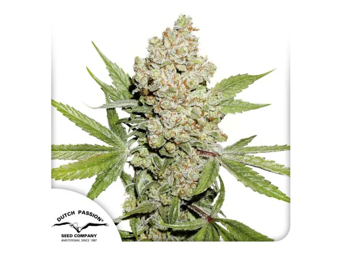 AUTO LEMON KIX