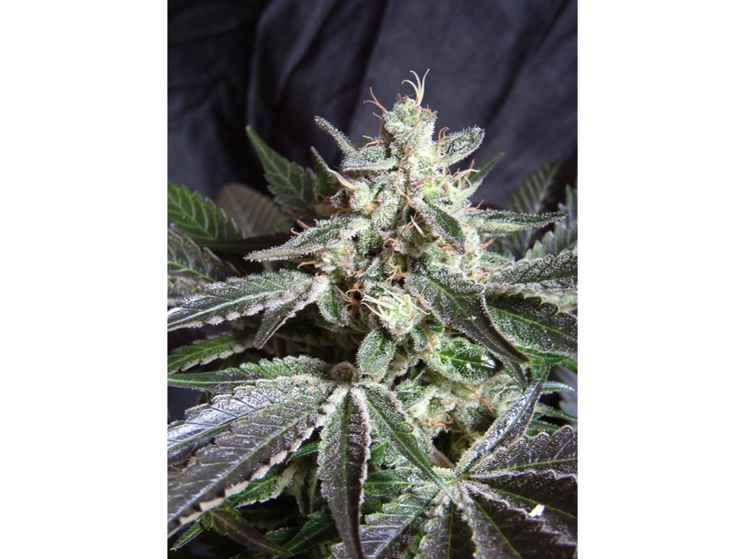 BLACK JACK