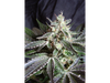 BLACK JACK