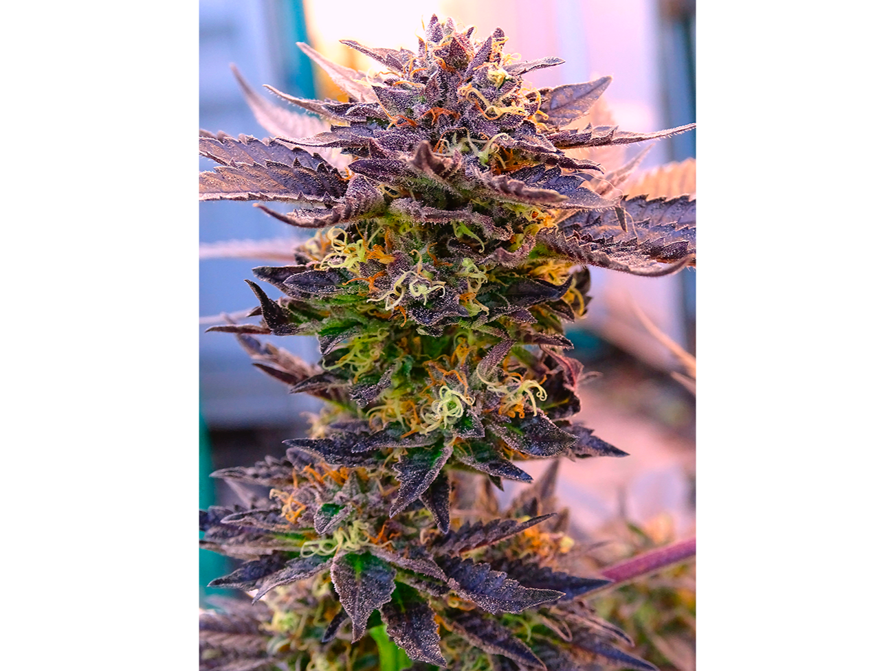 FRIED ONION KUSH