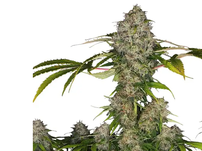 AUTO BLACK DOMINA XL