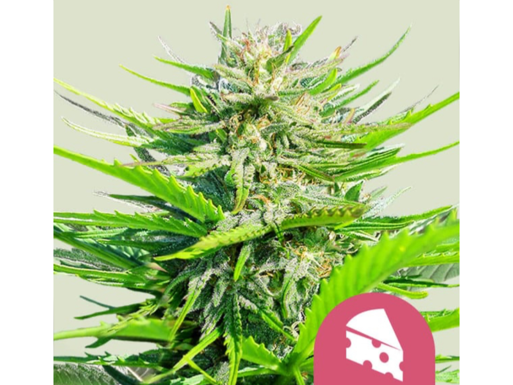 Royal Cheese (Fast Flowering)