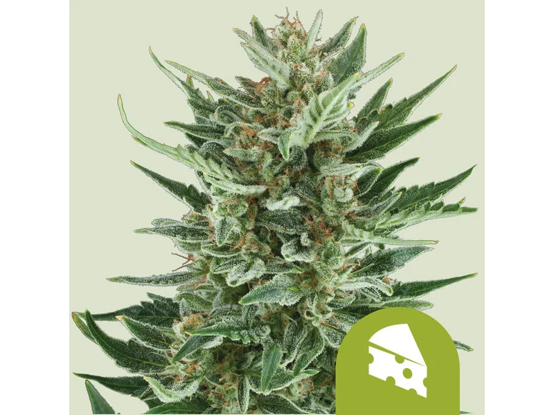 ROYAL CHEESE AUTO