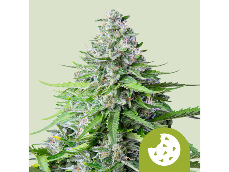 ROYAL COOKIES AUTO