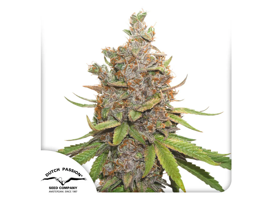 AUTO GLUEBERRY OG