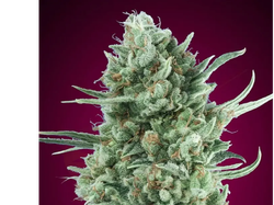 AUTO BUBBLEGUM XL
