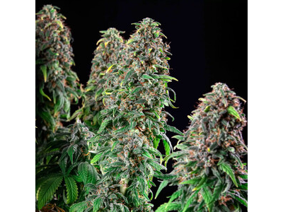 WEEDING GELATO