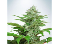 AUTO CBD STAR