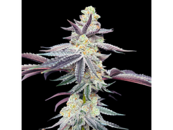 APPLE FRITTER