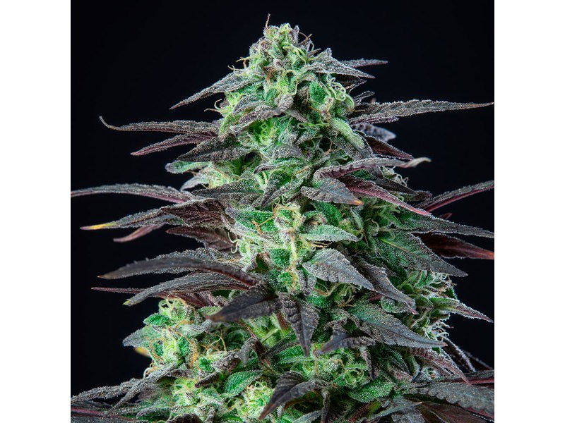 SKUNK XL