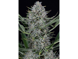 MIX FOTO KUSH X15