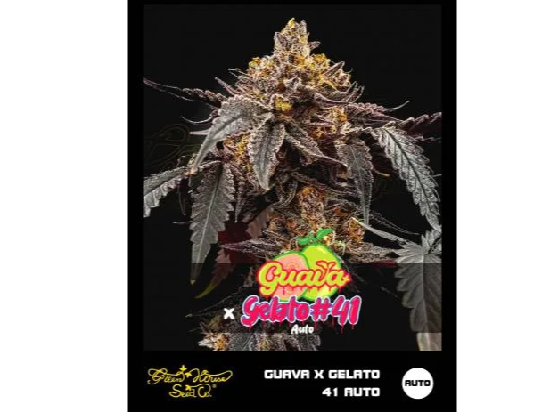 GUAVA X GELATO 41 AUTO