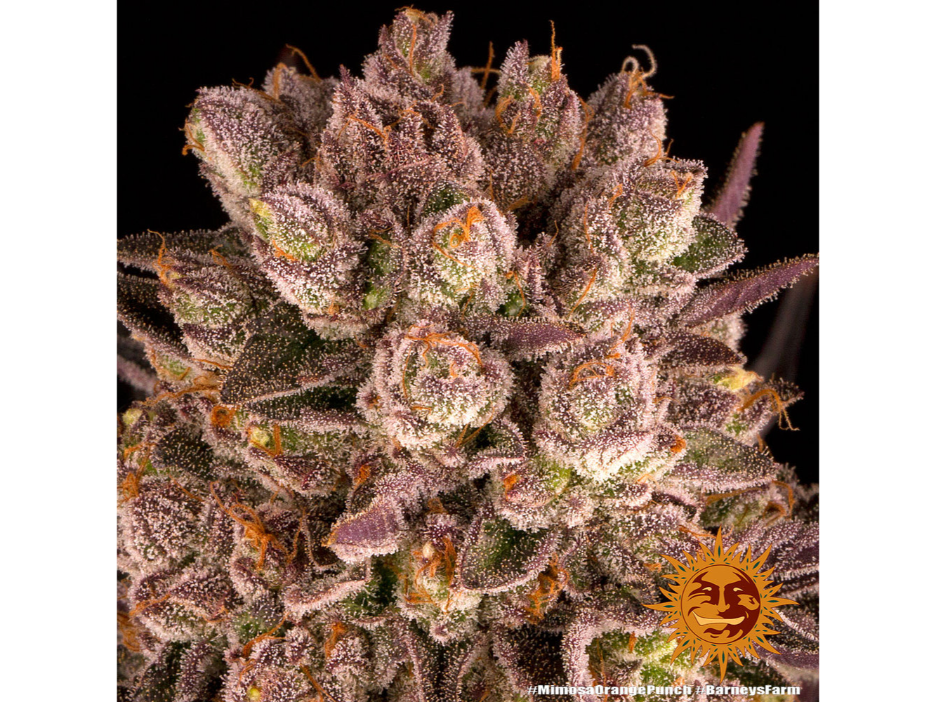 MIMOSA X ORANGE PUNCH