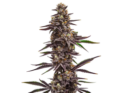 CHERRY PIE