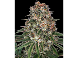 TROPICANA BANANA