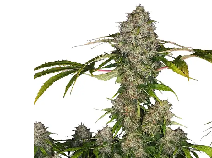 BLACK JACK AUTO