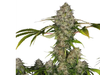 BLACK JACK AUTO