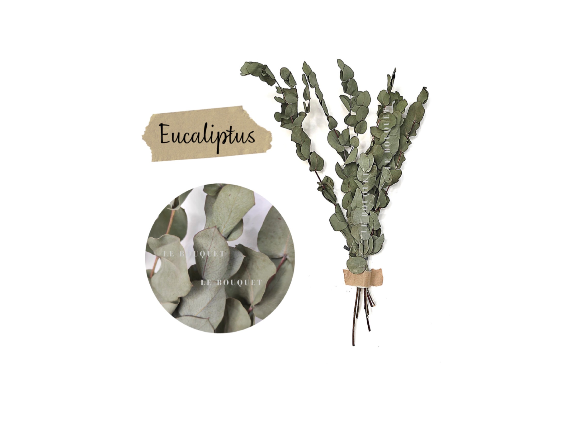 Eucaliptos naturales