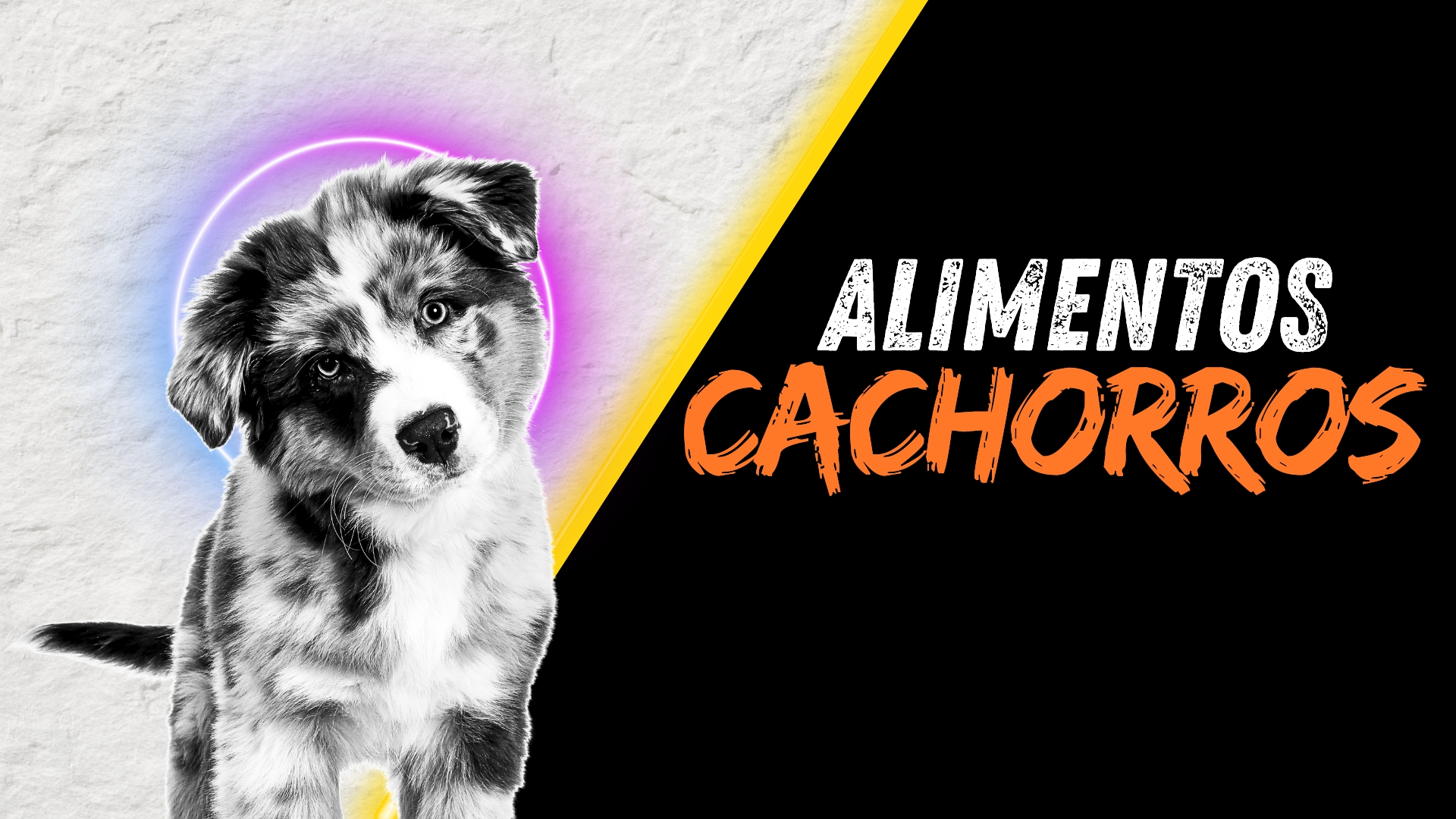 CACHORROS