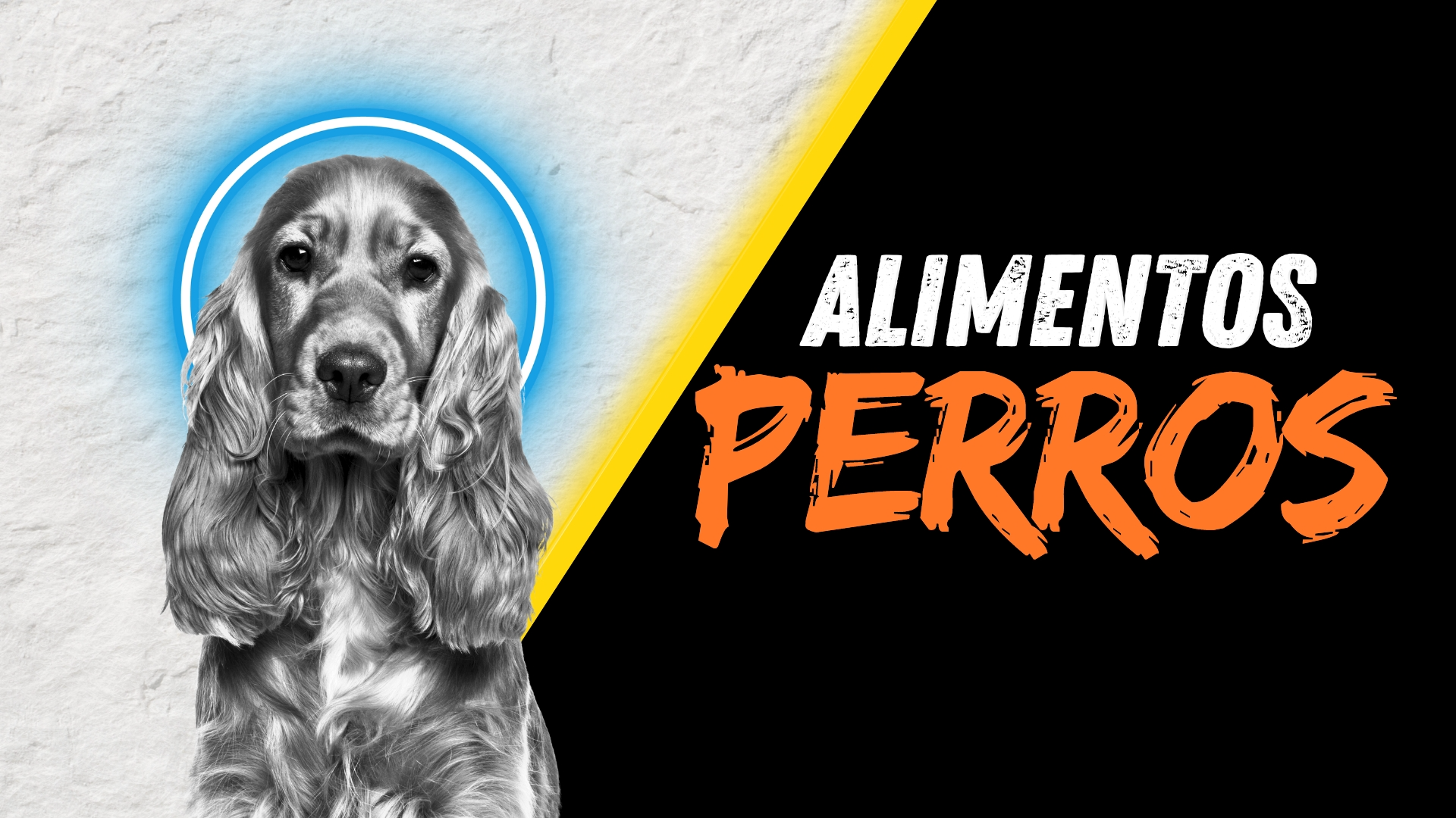 Alimentos Perros Adultos