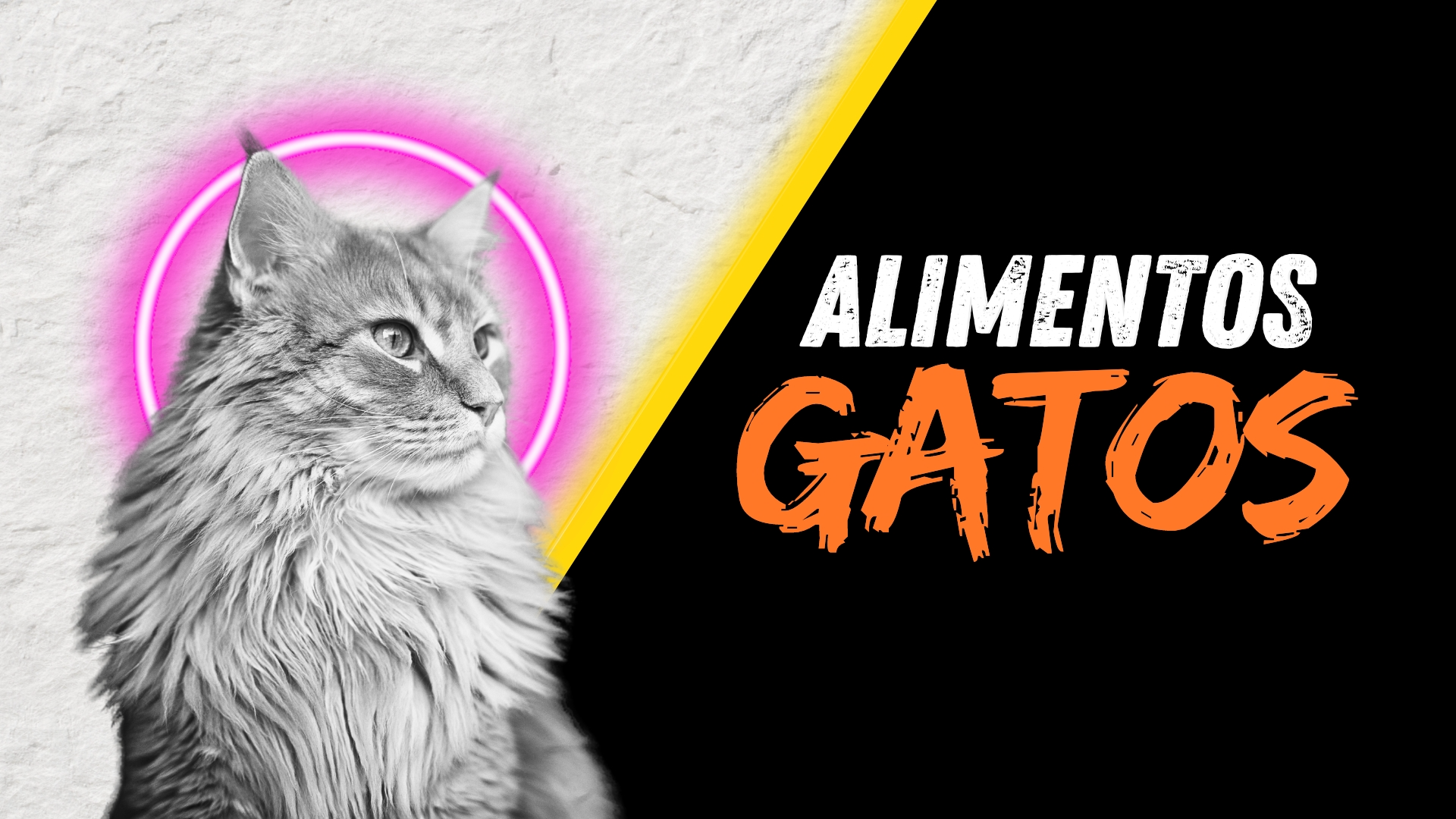 Alimentos Gatos Adultos