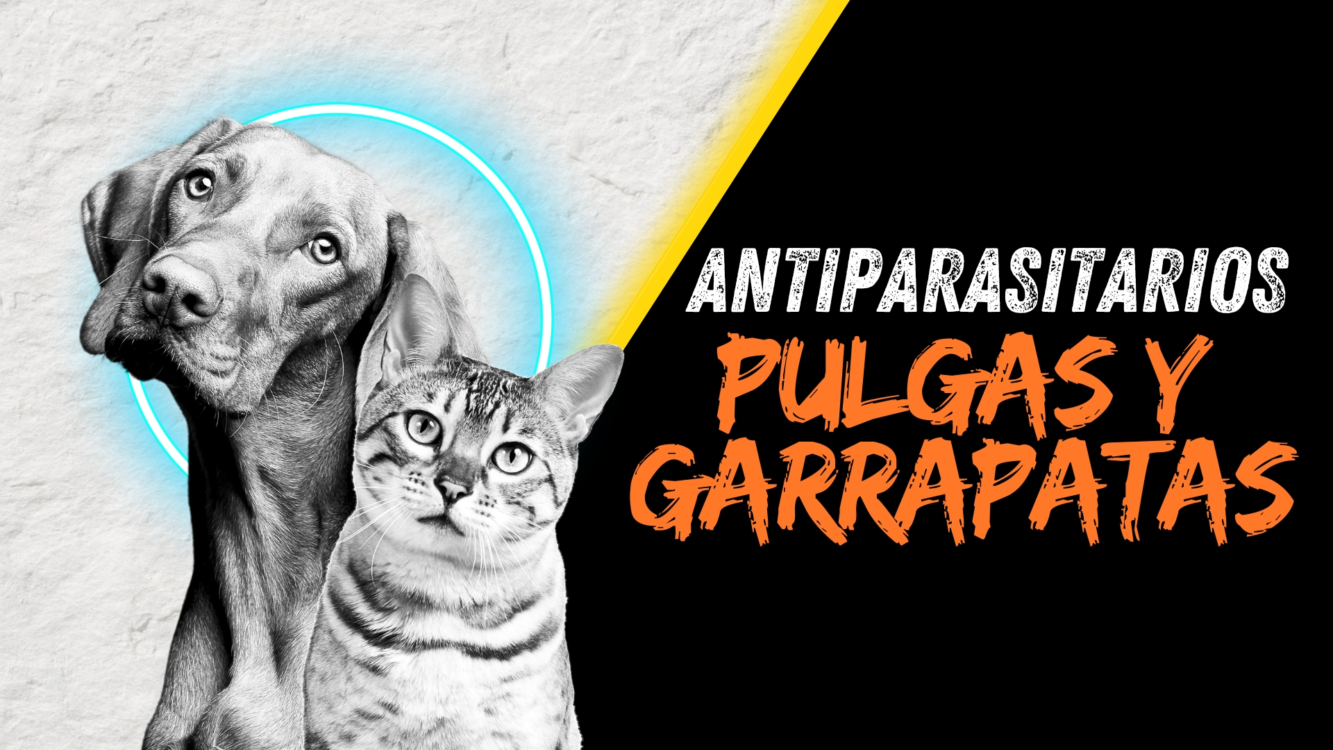 Pulgas y Garrapatas