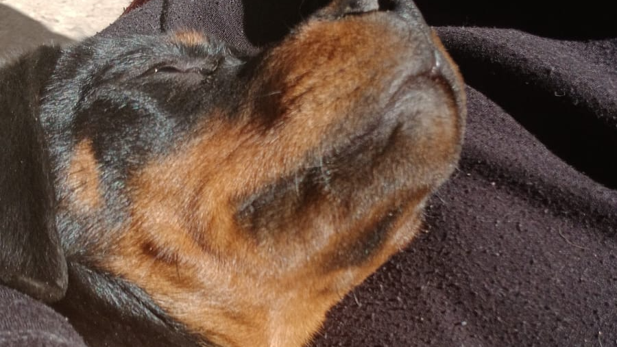 Alimentos balanceados para perros
