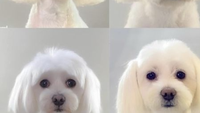 Peluqueria canina