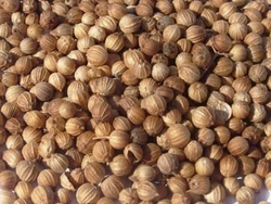 CORIANDRO EN GRANO