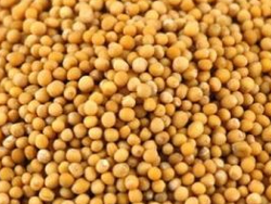 MOSTAZA EN GRANO