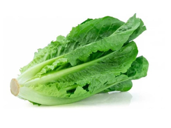 Lechuga criolla