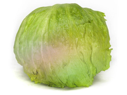 Lechuga repollada