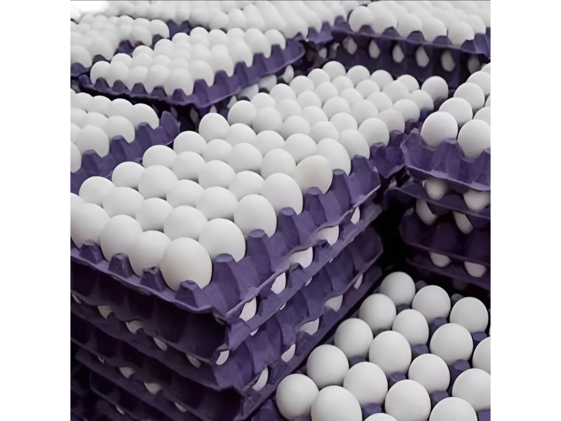 Huevos de campo blanco N°2