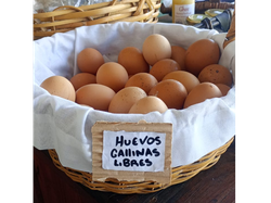 Huevos de Gallinas libres x docena