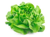 LECHUGA MANTECOSA X KG