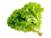 LECHUGA LISA