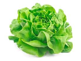 LECHUGA MANTECOSA X KG