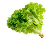LECHUGA LISA X KG