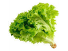 LECHUGA LISA