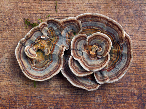 Cola de pavo (Trametes versicolor)