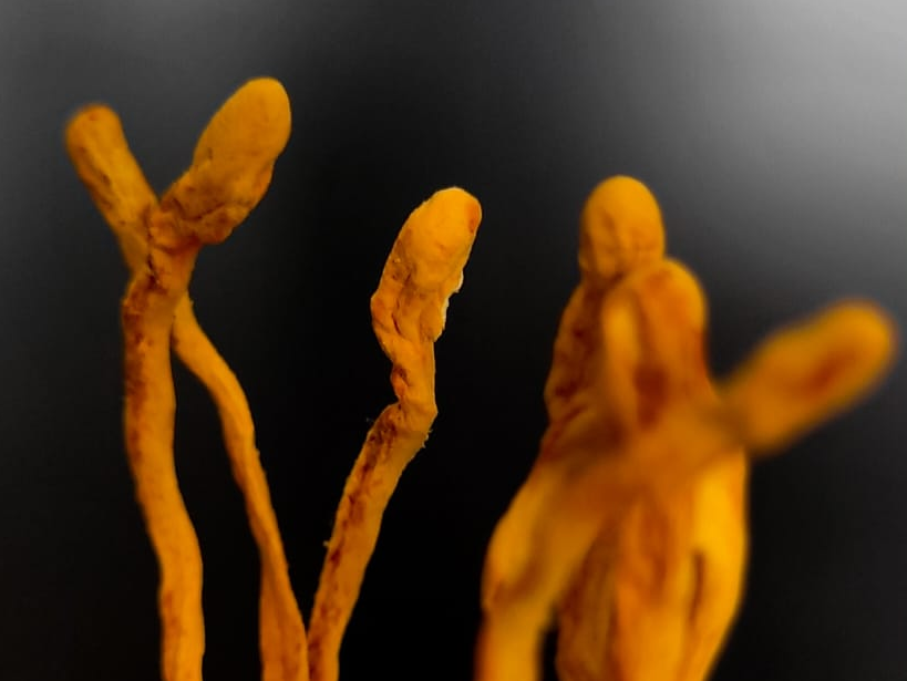 Cordyceps Militaris