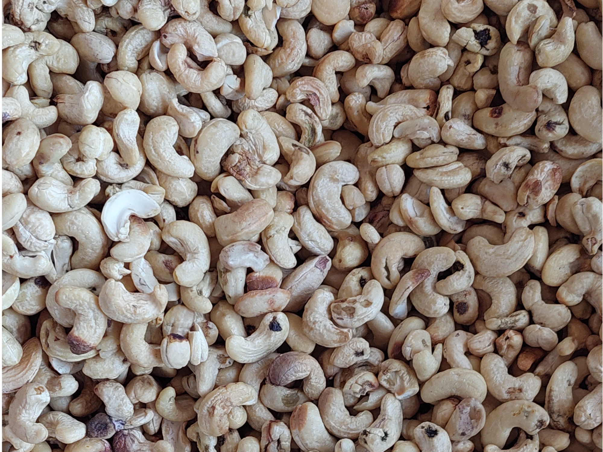 Castaña de Caju W4 (Brasil)