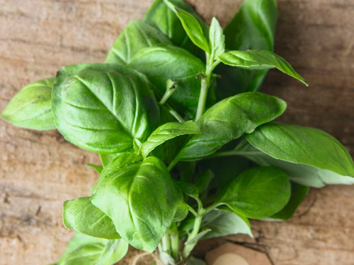 Aromática Albahaca x Un.