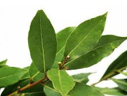 Aromática Laurel x Un.