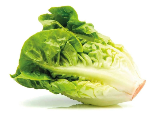 Lechuga Criolla