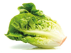 Lechuga Criolla