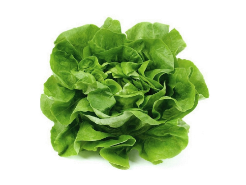 Lechuga Manteca 
